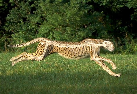 cheetah speed system manual